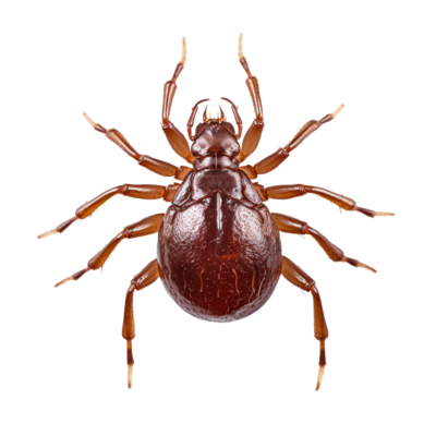 acaro